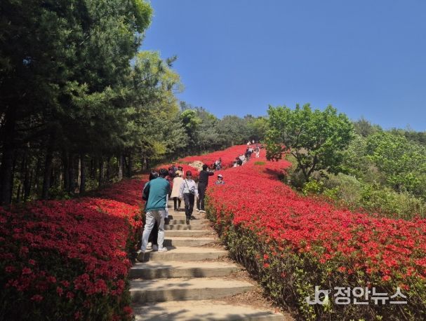 제3회 영인산 철쭉제 주행사장 공연 관람사진