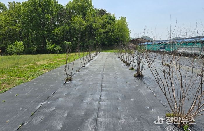 충남도 “꿀벌 위한 꿀샘식물 확보 동참해 주세요”