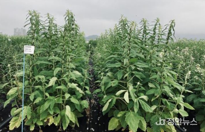 ‘영웅’ 식물체