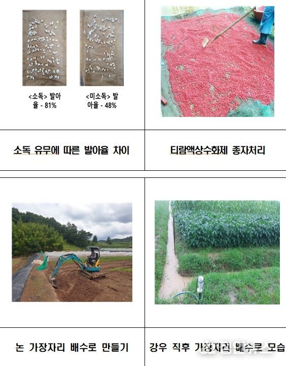 콩 심기 6월 초중순이 적기