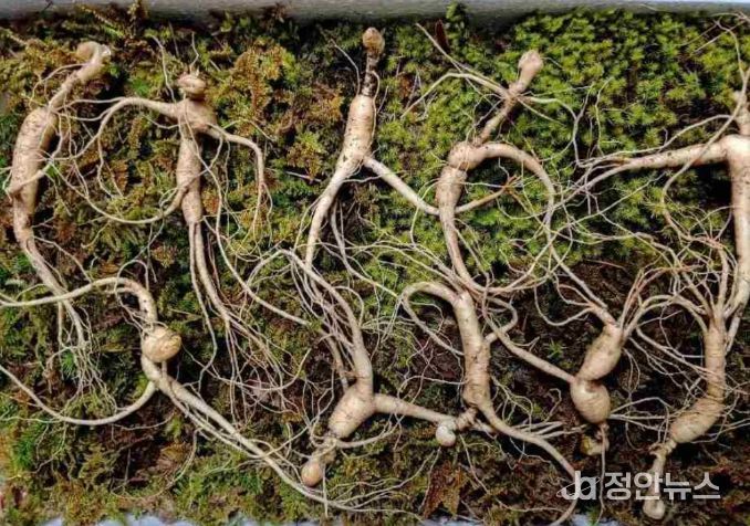 산양삼 무상 시식회행사 개최