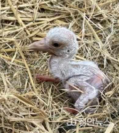 일본 효고현립 황새고향공원에 보낸 알 5개 중 1마리가 부화한 모습
