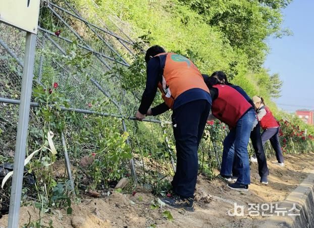 장미 식재 사진