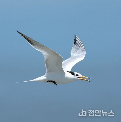 뿔제비갈매기(학명: Thalasseus bernsteini)