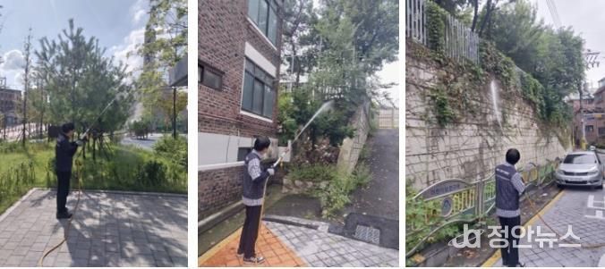 바퀴·빈대 이어 3위 러브버그…성북구, 친환경 방제 강화