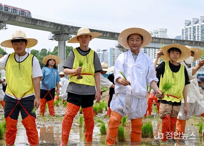 김동근 시장이 6월 17일 중랑천 벼농사 체험장에서 모내기를 하고 있다.