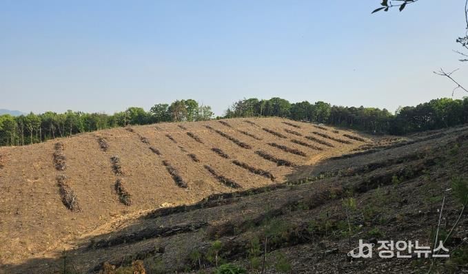 파주시, 2025년 큰나무 조림사업 완료…목표량 초과 달성