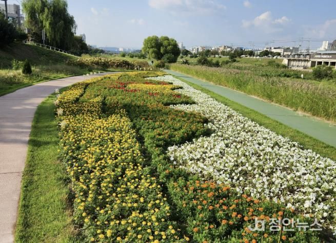 가을 향기 가득! 청주시 무심천 꽃정원 만개