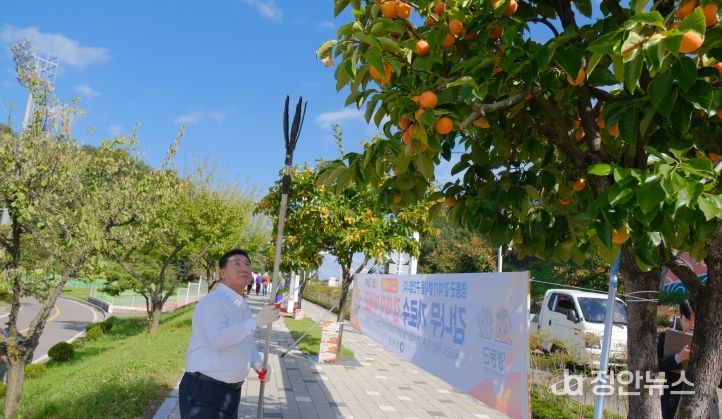 영동, 풍요로운 가을 정취 가득한 ‘감 따기 행사’ 열려