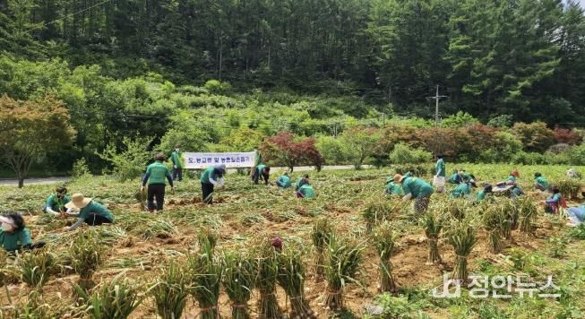 서울새마을부녀회 활동 사진