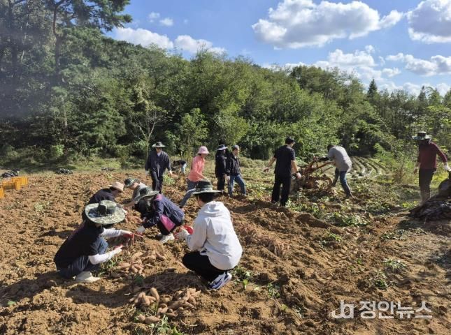 홍성군, 고구마 수확농가 일손 도와