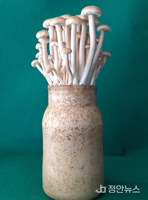 버들송이 신품종 ‘아삭송’ 품종