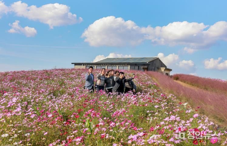 청보리밭 코스모스 사진