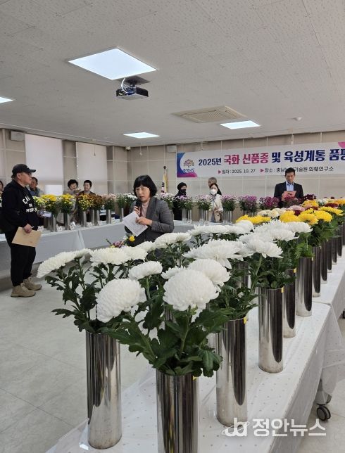 농기원, 국화 신품종 계통 품평회 개최