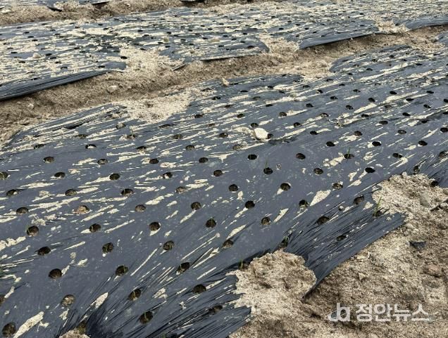 홍성군, 마늘 파종 지연에 월동대비 철저 당부