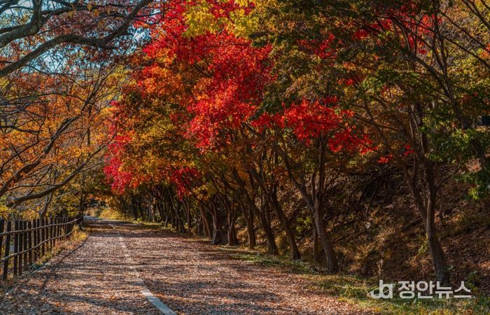 울긋불긋 단풍·은빛 억새…빛고을의 가을 파노라마