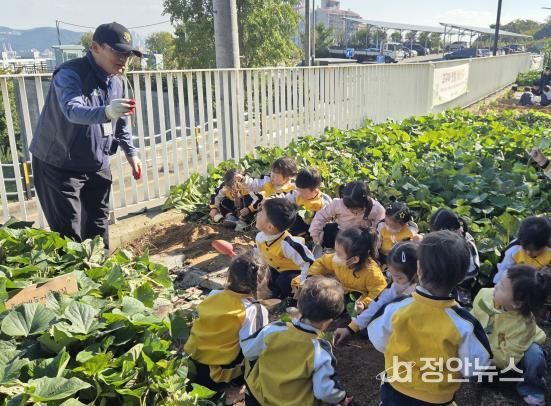 영도구, 고구마 수확 체험 운영