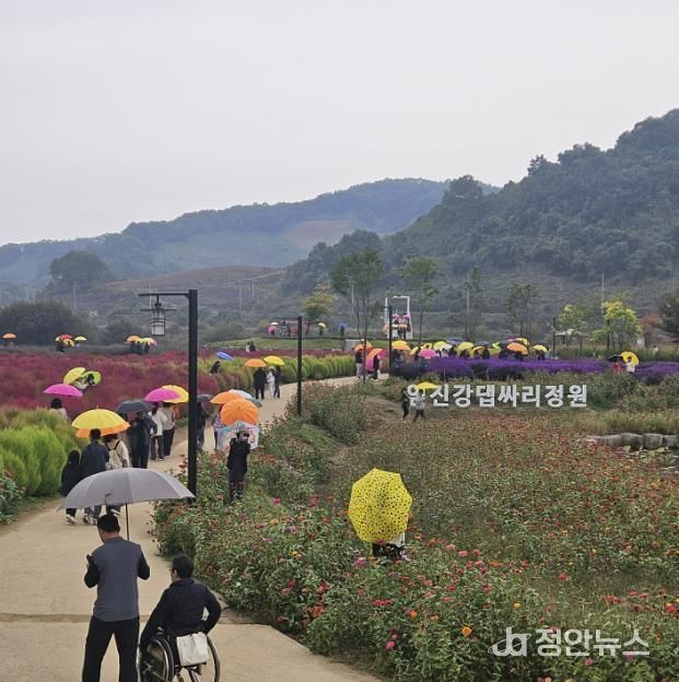 연천군 중면 임진강 댑싸리정원 지역 관광명소로 우뚝!