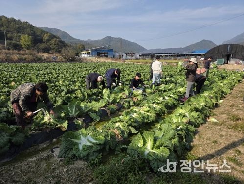 금산군청 건설교통과 직원들 농촌일손돕기 모습