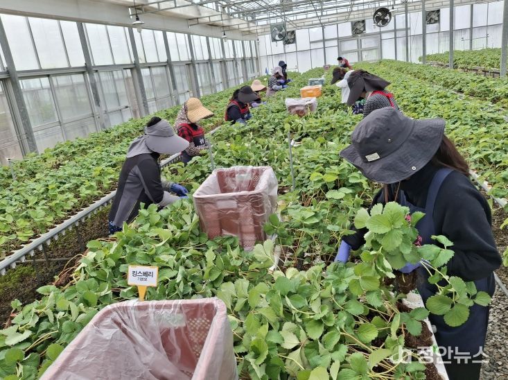 충남도 딸기 무병묘 보급