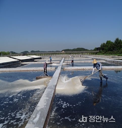 천일염 채취