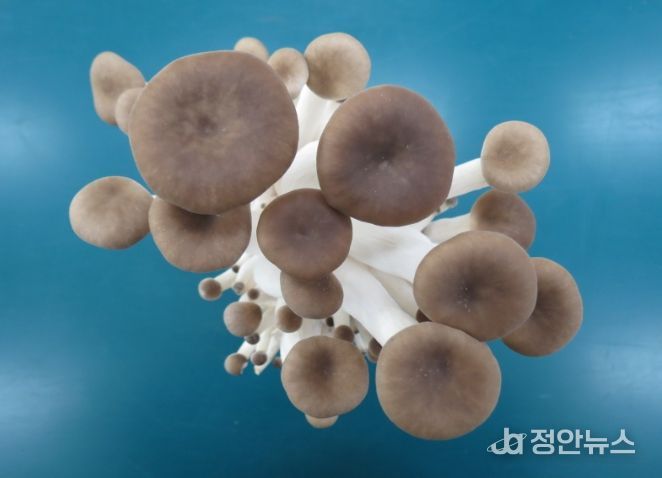 융합버섯 ‘새느’