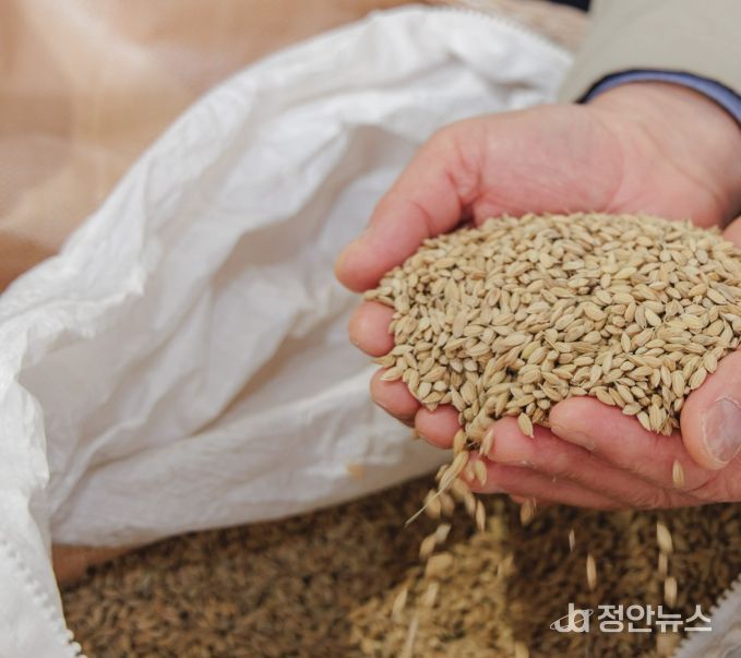 합천군, 2025년 공공비축미곡 초매식