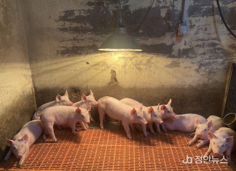 한파 대비 겨울철 축사관리