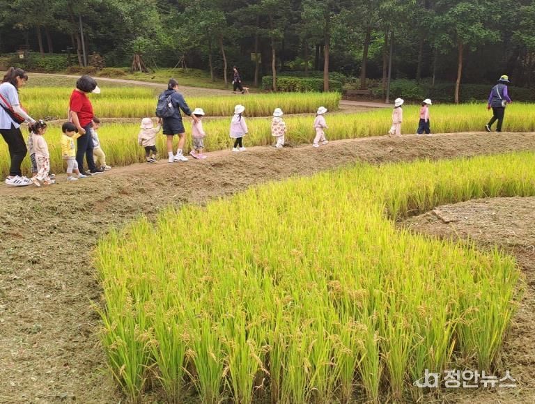 다랭이논 현황사진