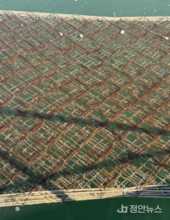 김 황백화 피해 대응 위해 6억원 긴급 투입