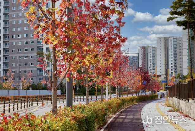 곡선로에 있는 미국풍나무 가로수 단풍 전경