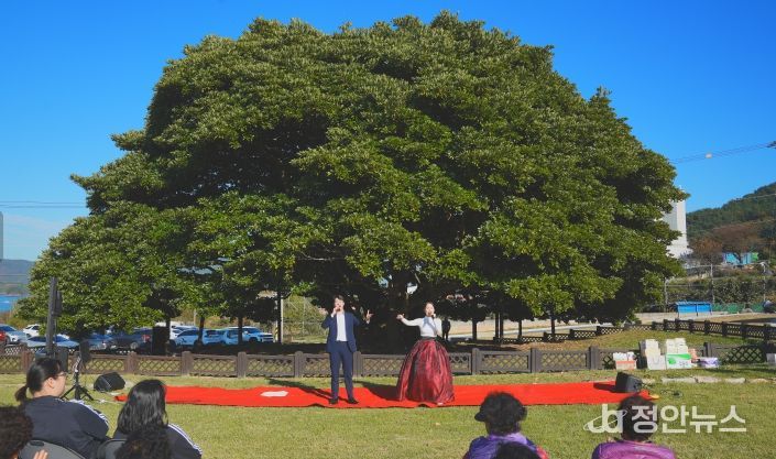 남해군 천연기념물 500년 왕후박나무