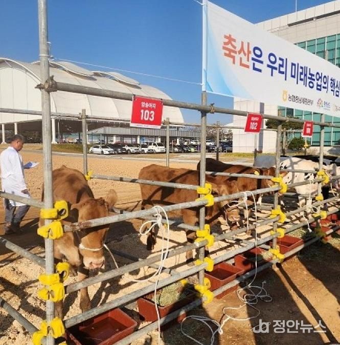 좋은가축 선발대회 아산농가 사진