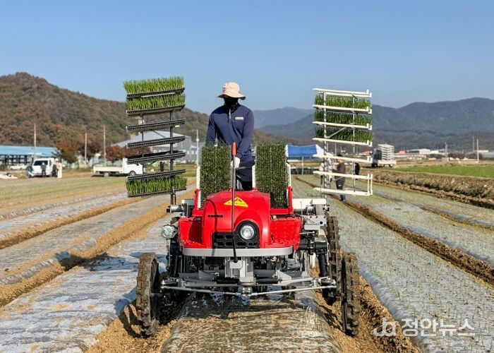 양파 승용정식기 현장실증 실시 모습
