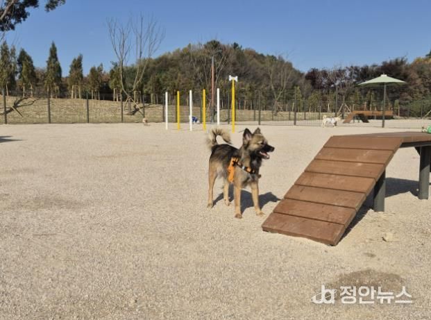 홍성군, 반려동물 놀이터 개장