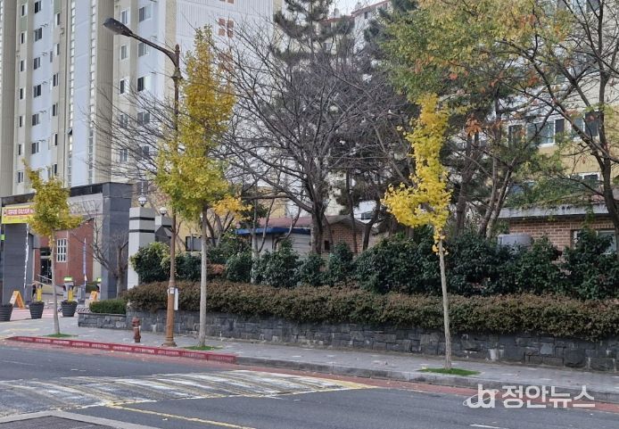 잔디 보호덮개 설치로 쾌적한 가로 경관 조성