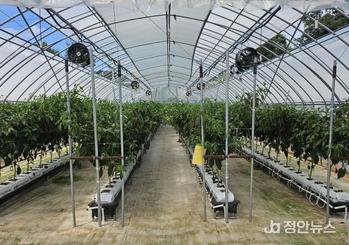 임실군, 고추 생산성 향상 신기술 현장 실증 연구 박차2(비가림 양액재배)