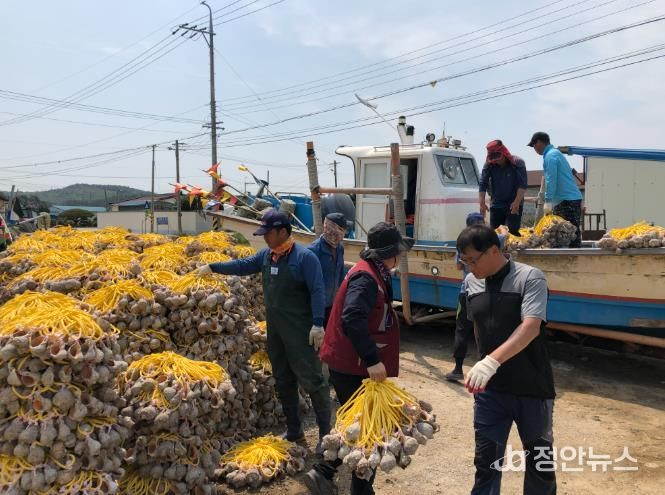주꾸미 산란장인 피뿔고둥을 배에 옮겨 싣고 있다