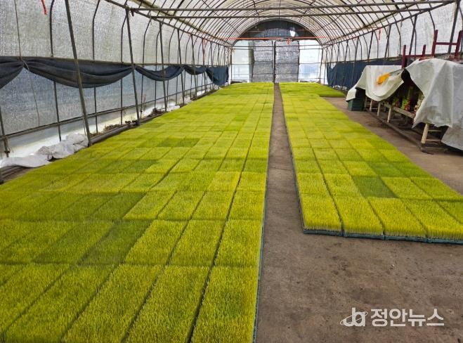 정읍시, 벼 육묘상처리제 지원사업 설명회 열고 공급업체 모집 돌입