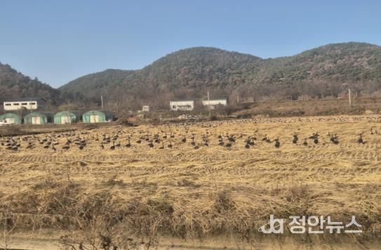 화포천 인근 철새 도래