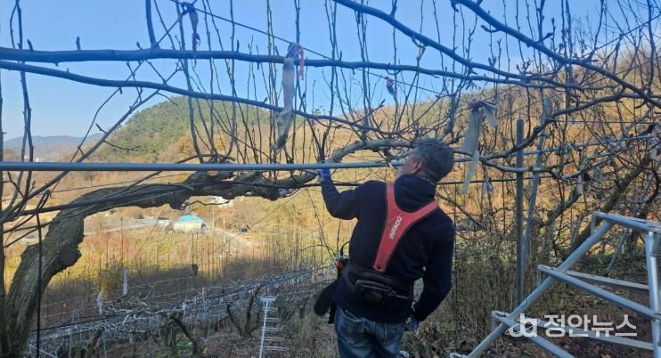 진주시, 겨울철 과원 관리 철저 당부