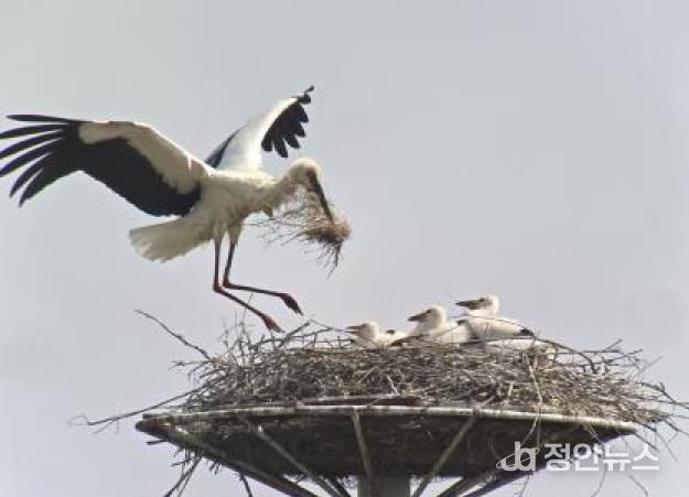 황새둥지
