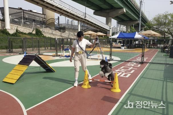 2025년 금천구 반려견 놀이터에서 운영한 반려동물 문화교실 프로그램