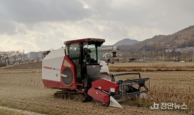 임실군, 논콩 수확 농작업 대행…전량 완료