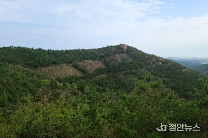 내화수림 조성 후