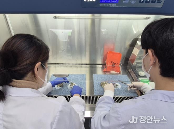 광주광역시, 생식용 굴 노로바이러스 안전성 검사
