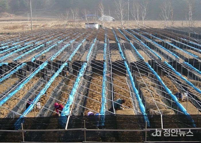눈이 쌓이지 않도록 차광망을 말아놓은 인삼밭