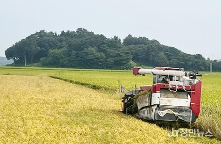 올해 9월 대산읍 일원에서 농가가 추수하는 모습