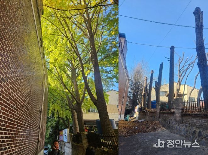 고선희 인천 서구의원, 가좌동 빌라 위협 대형 나무 벌채 완료