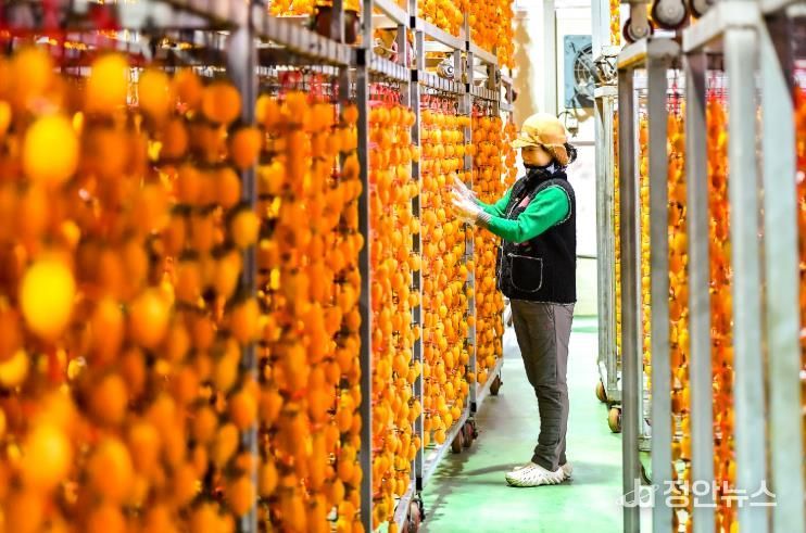 함안군 겨울이 만든 주황빛, 곶감이 익어가는 시간